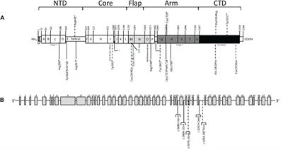 Clinical and molecular study of patients with thyroid dyshormogenesis and variants in the thyroglobulin gene